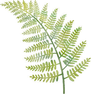 Fern Leaf Plant